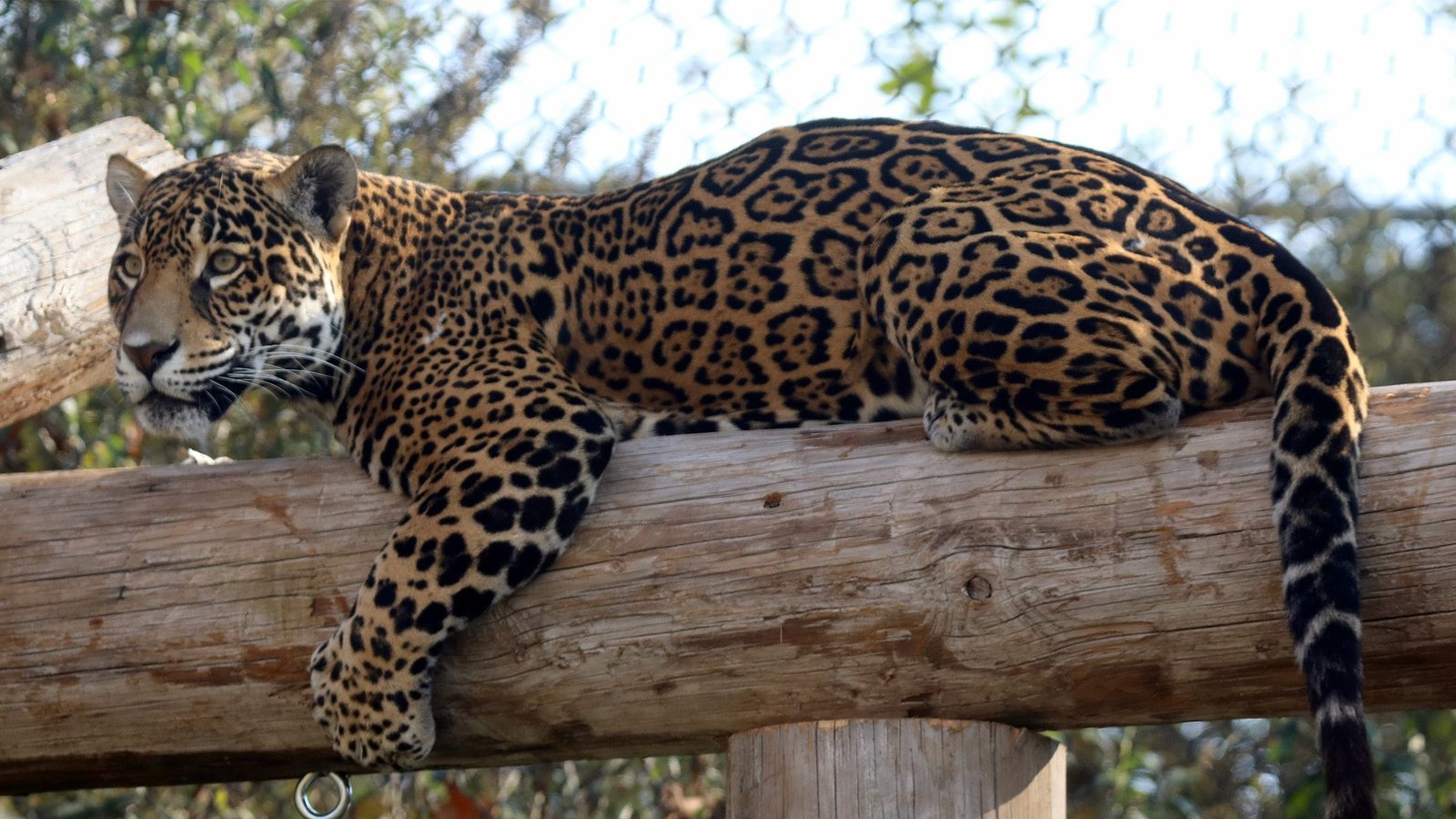 Elmwood Park Zoo