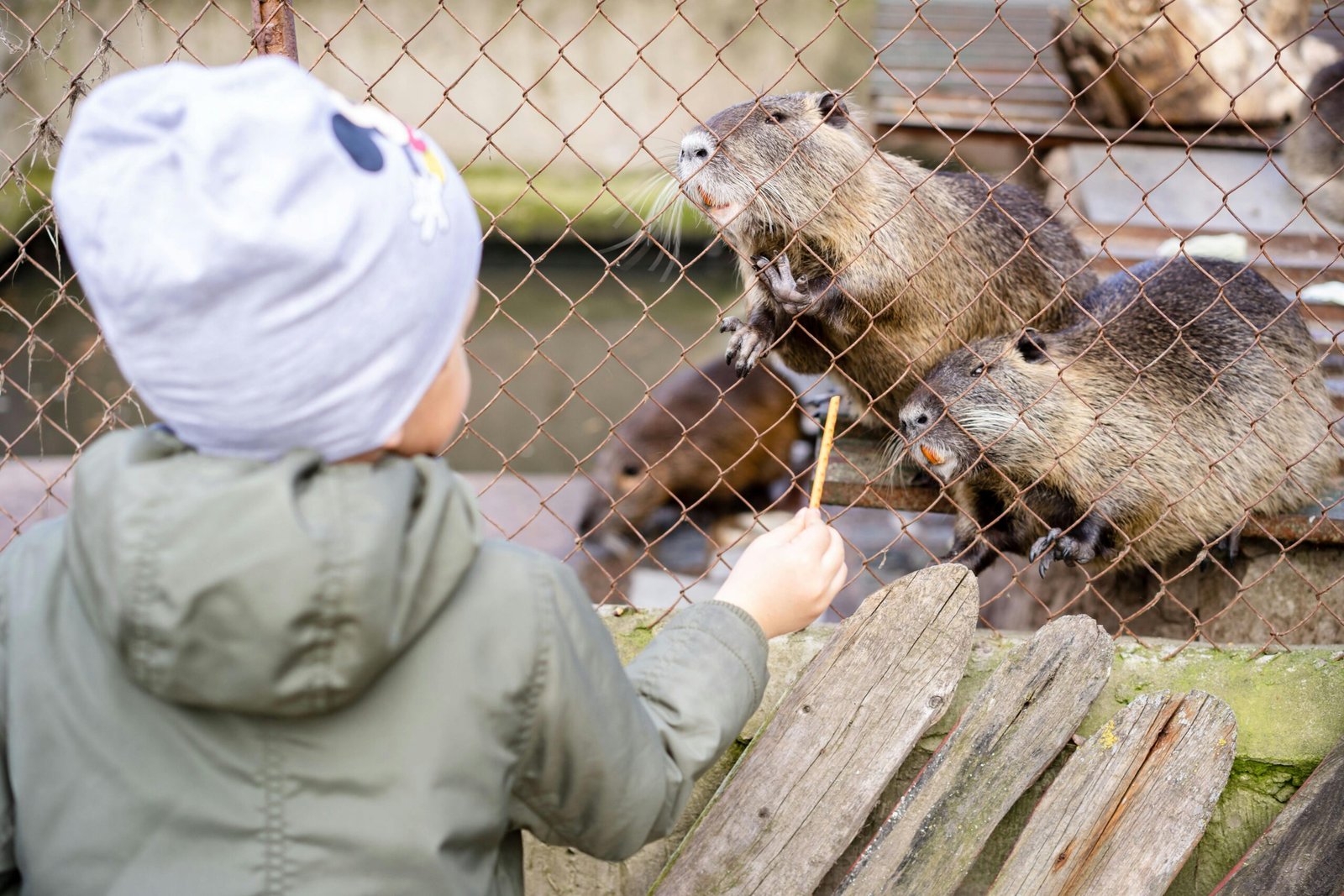 A young child feeding beavers through a cage at an outdoor zoo. Cute interaction captured.